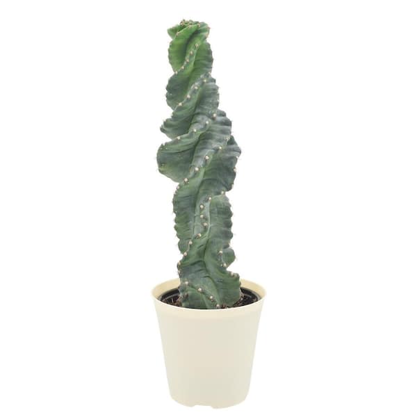 4 in. Spiral Tornado Cactus Plant in Beige Plastic Grower Pot Cover