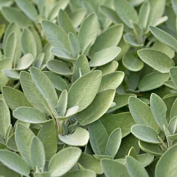 Pure Beauty Farms 1.5 Qt. Herb Plant Sage Salvia Officinalis in 6 In. Deco Pot (2-Plants)