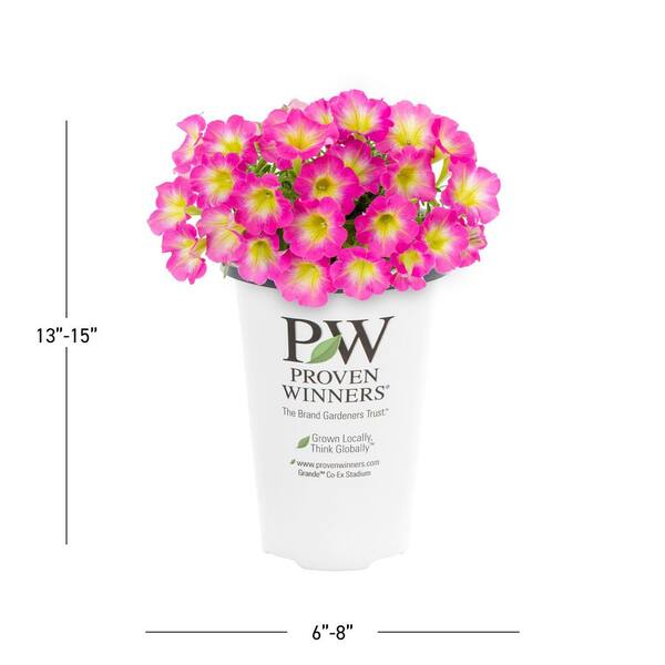 METROLINA GREENHOUSES 1.5 Pt. Petunia Supertunia Daybreak Charm