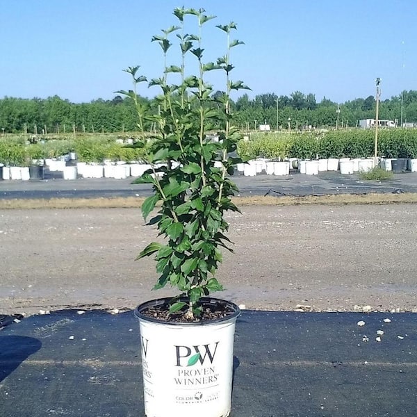 2 Gal. White Chiffon Rose of Sharon (Hibiscus) Live Shrub, White Flowers