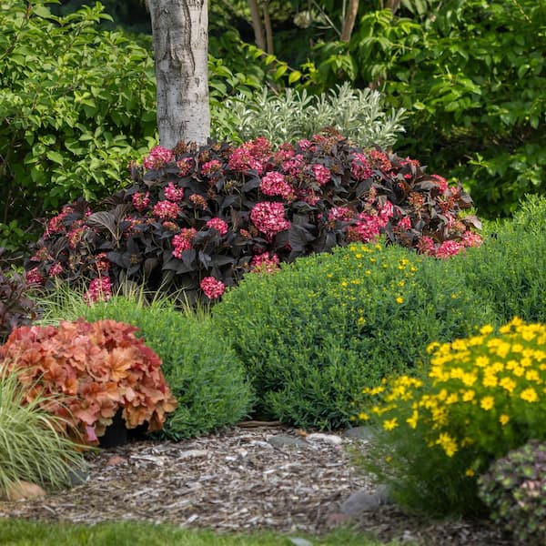 フラワー FIRST EDITIONS 2 Gal. Eclipse Hydrangea Shrub with Cranberry or