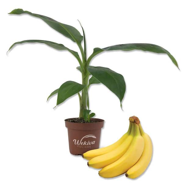 Banana Tree-3 Live Plants in 4 in. Growers Pots-Grower's Choice Based Availability-Edible Fruit Bearing Tree for