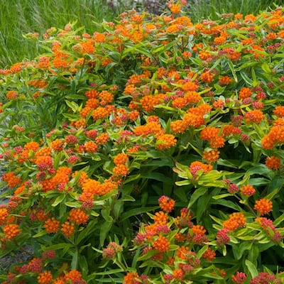 Orange Bushes Outdoor Plants The Home Depot