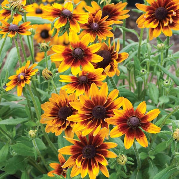 ALTMAN PLANTS #10 Terra Nova Rudbeckia Black Eyed Susan Annual Plant with Yellow Flowers