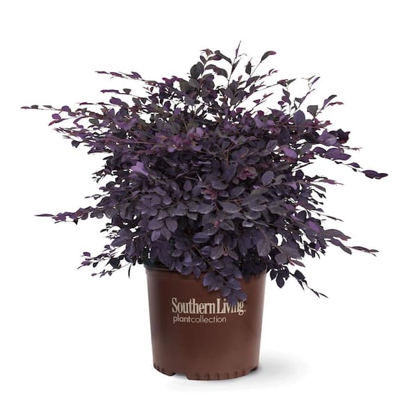 SOUTHERN LIVING 3 Gal. Purple Diamond Semi-Dwarf Loropetalum, Evergreen Shrub with Purple Foliage, Pink Ribbon Blooms