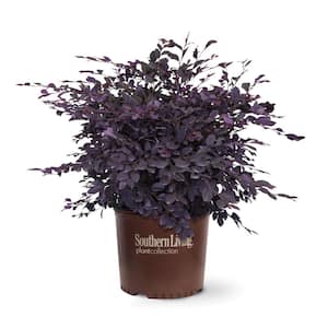 3 Gal. Purple Diamond Loropetalum, Evergreen Shrub with Purple Foliage, Pink Flowers