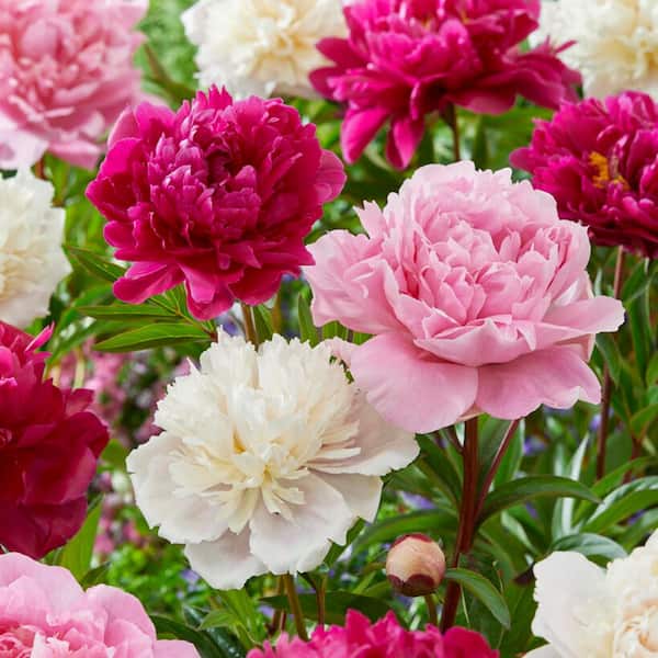 Garden State Bulb Peony Pink and White Mixed Flower Bulbs, Live Bare Roots (Bag of 3)