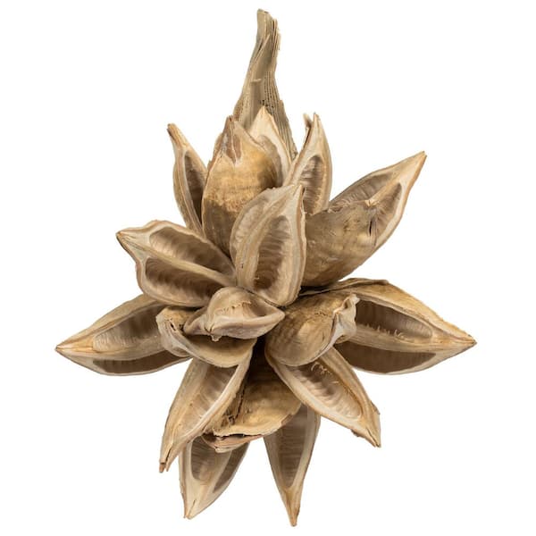 Vickerman 6 in. Bleached Preserved Star Pod, 1-Piece