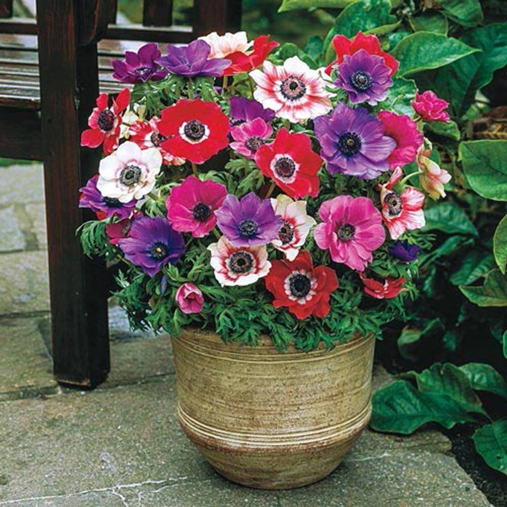 Multicolor Anemone Flowering Bulb Mix for Spring and Summer