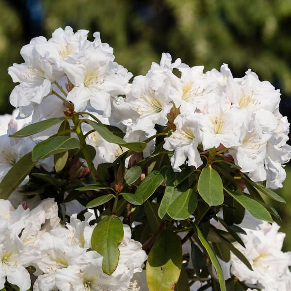 national PLANT NETWORK 1 Gal. Azalea Delaware Valley White