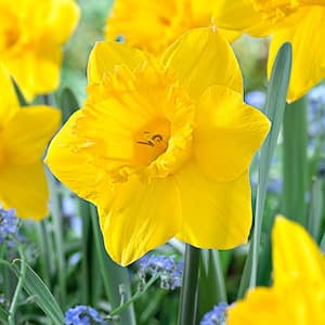 14/16 cm, Dutch Master Trumpet Daffodil Flower Bulbs (Bag of 25)