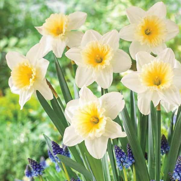 Van Bourgondien Ice Follies Large Cupped Daffodil Bulbs 25-Pack