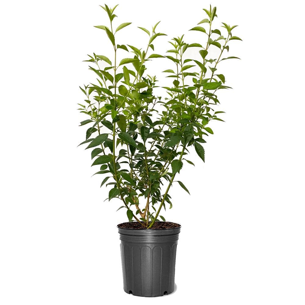 3 gal. Forsythia Flowering Shrub with Yellow Flowers