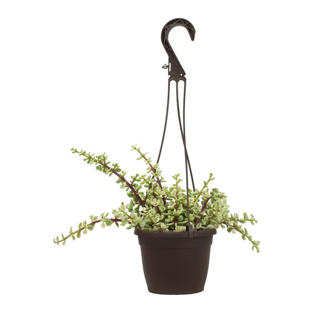 Rainbow Elephant Bush 8" Variegated Portulacaria Afra in Plastic Pot