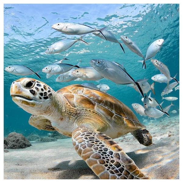 VENICE BEACH Collections Under the Sea Animals by Unknown 1 Piece Unframed Canvas Drawing Print 14 in. x 14 in.