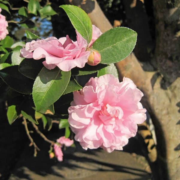 national PLANT NETWORK 1 Gal. Camellia Sasanqua Autumn Sentinel