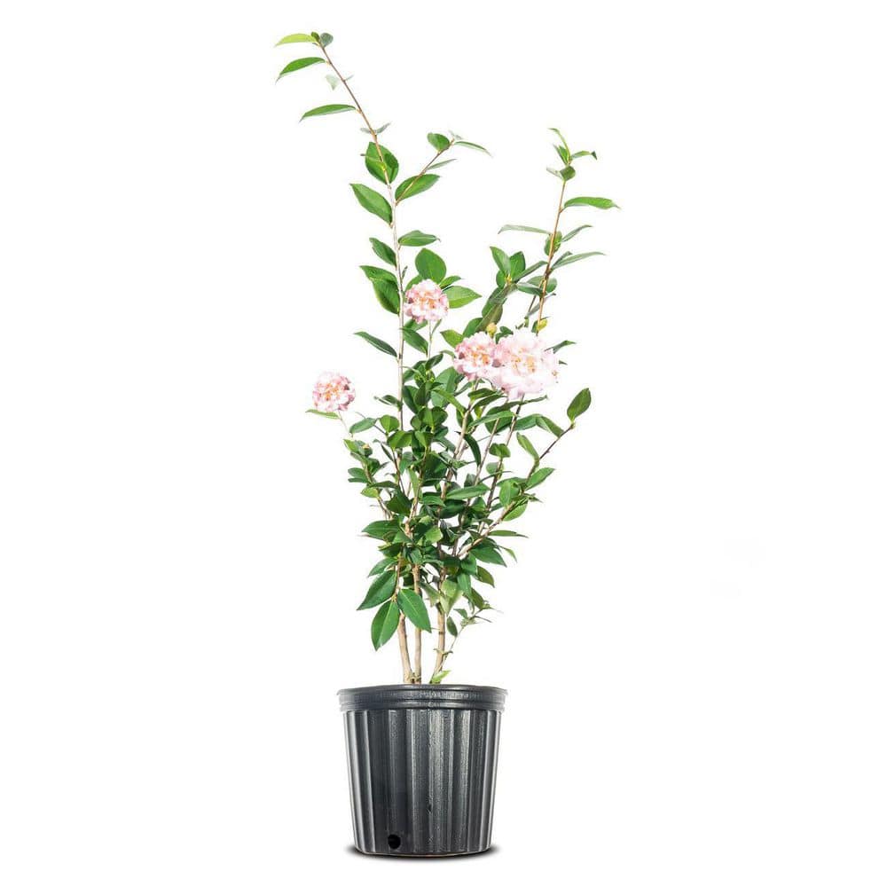 Perfect Plants 3 Gal. High Fragrance Camellia Shrub With Baby Pink Flowers,  Sweet Scented Blooms THD00516 - The Home Depot