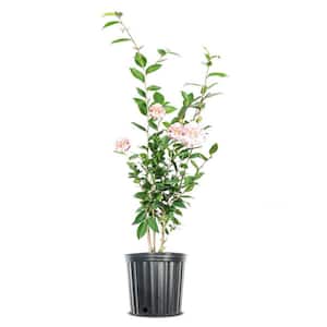 3 Gal. High Fragrance Camellia Shrub With Baby Pink Flowers, Sweet Scented Blooms
