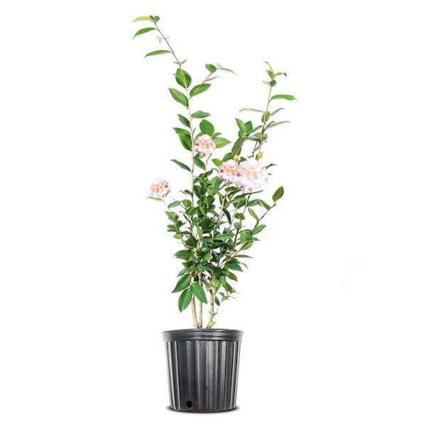 Perfect Plants 3 Gal. High Fragrance Camellia Shrub With Baby Pink Flowers, Sweet Scented Blooms