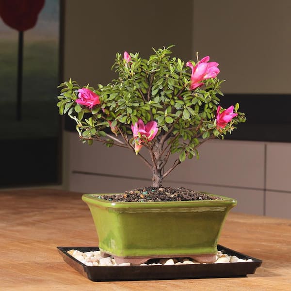 Brussel's DT3066AZ Satsuki Azalea Outdoor Bonsai Tree