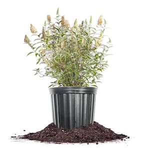 White Profusion Butterfly Bush 3 Gal. Growers Pot, Fragrant White Flowering Plant