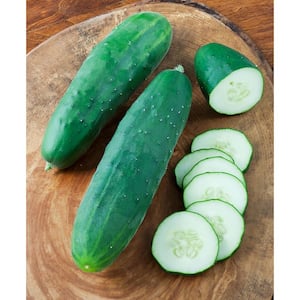 1.19 qt. Straight Eight Cucumber Plant (6-Pack)