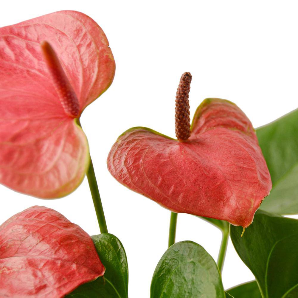 Pink Anthurium in 4" Terracotta Pot