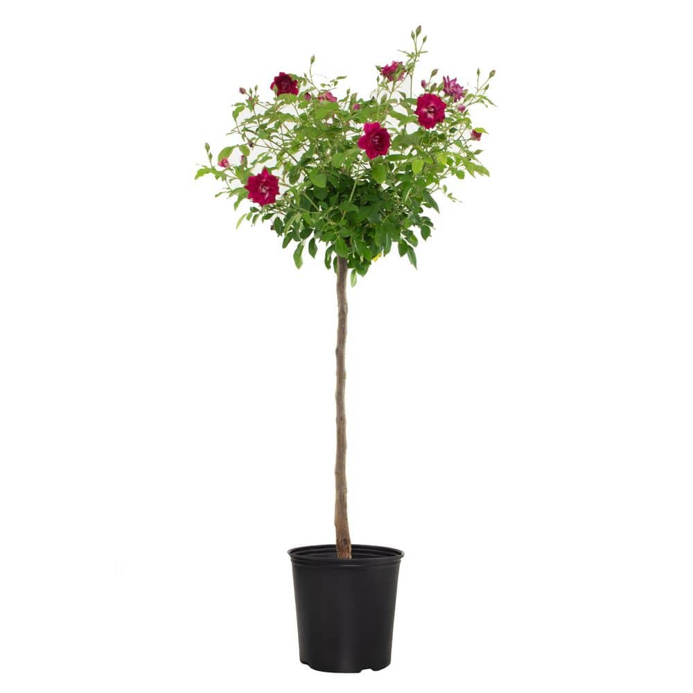 national-plant-network-2-gal-burgundy-iceberg-rose-tree-hd1280-the