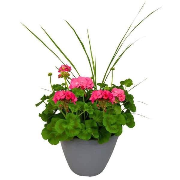 2 Gal. Pink Geranium in Decorative Planter Annual Plant (1-Pack)