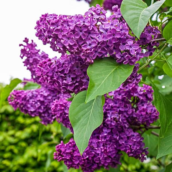Spring Hill Nurseries 4 in. Pot, Albert F Holden Lilac, Live Potted Deciduous Flowering Shrub (1-Pack)