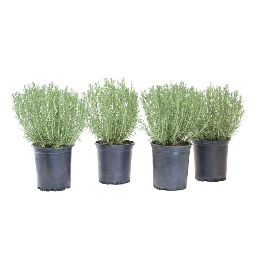 Alder & Oak #1 Container Grey Santolina Plants (4-Pack)