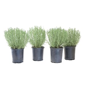 #1 Container Grey Santolina Plants (4-Pack)