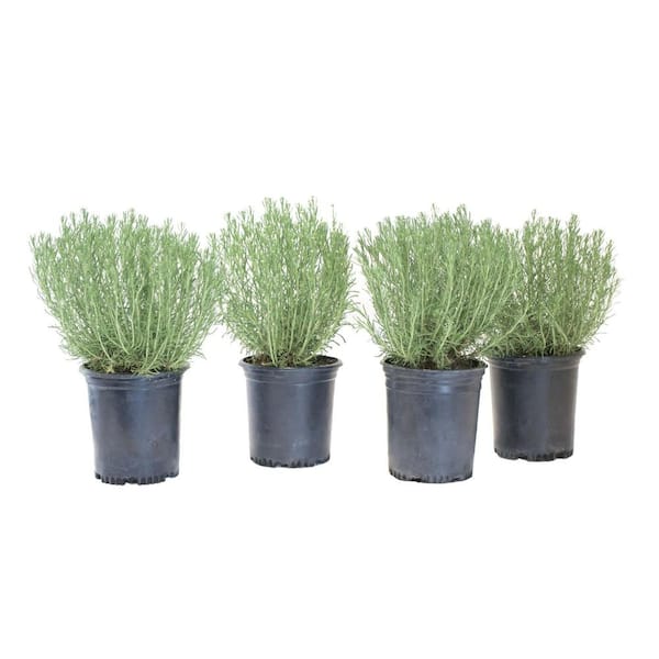 Alder & Oak #1 Container Grey Santolina Plants (4-Pack)