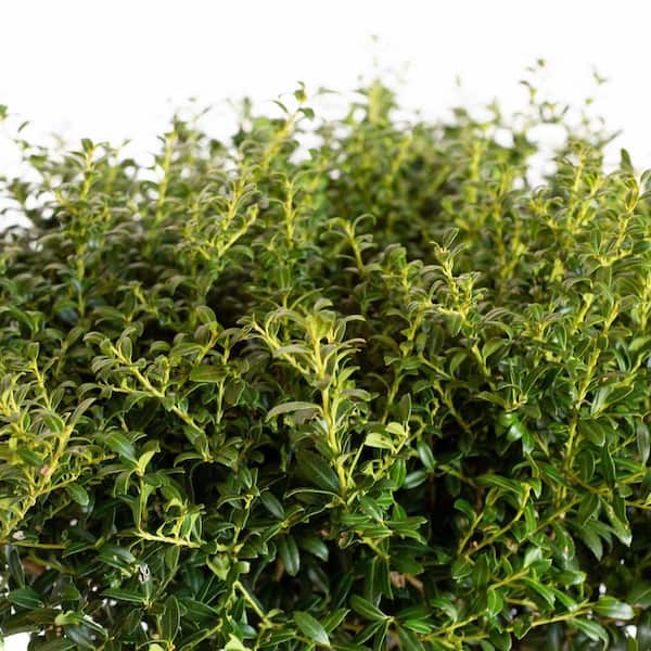 FLOWERWOOD 2.5 Gal - Soft Touch Holly(Ilex), Live Evergreen Shrub