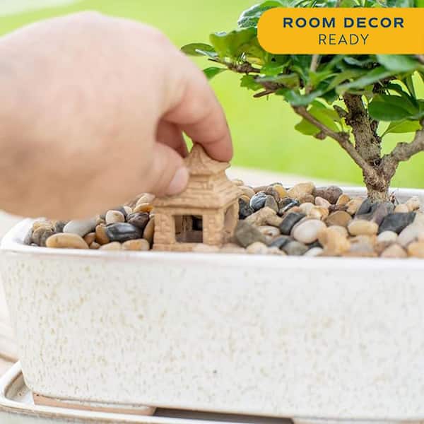 bonsai in flasche Pflanzen in der Flasche Aufzuchtset Kaffee/Bonsai🌱