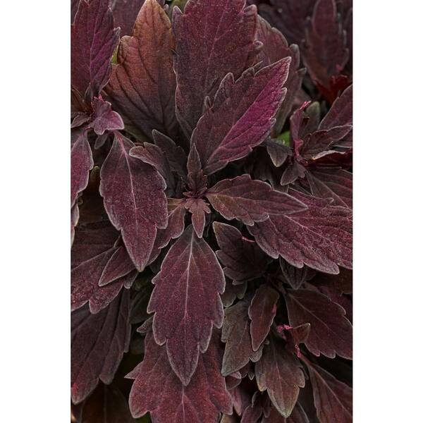 PROVEN WINNERS ColorBlaze Marooned Coleus (Solenostemon) Live Plant, Dark Purple Foliage, 4.25 in. Grande, 4-pack