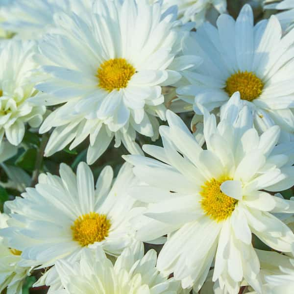 Spring Hill Nurseries Rebecca Shasta Daisy Flowering Dormant Bare Root Perennial Starter Plant Roots (2-Pack)