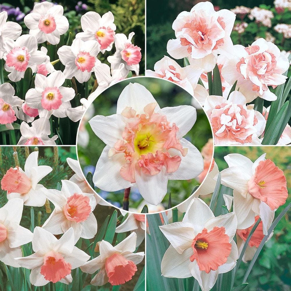 Pink Flowering Daffodil Mixture Dormant Bulbs (9-Pack) price history on PriceWatchPro