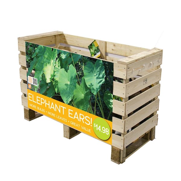 VAN ZYVERDEN Elephant Ear Special Buy Bulb Crate
