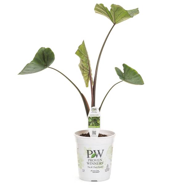 Proven Winners 4.5 in. Qt. Coffee Cups Elephants Ear (Colocasia Esculenta) Live Annual Plant with Green and Brown Foliage