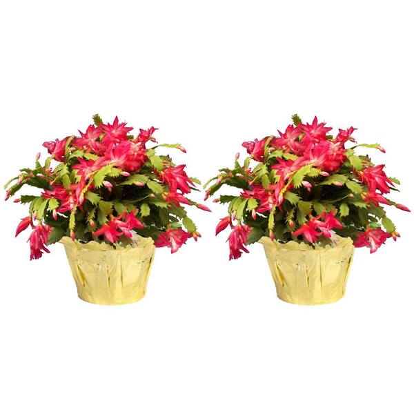 Costa Farms 6 In. Fresh Christmas Cactus Grower's Choice - Pink, Red Or White (Live 2-Pack) Co.6Zygo.3.Gold