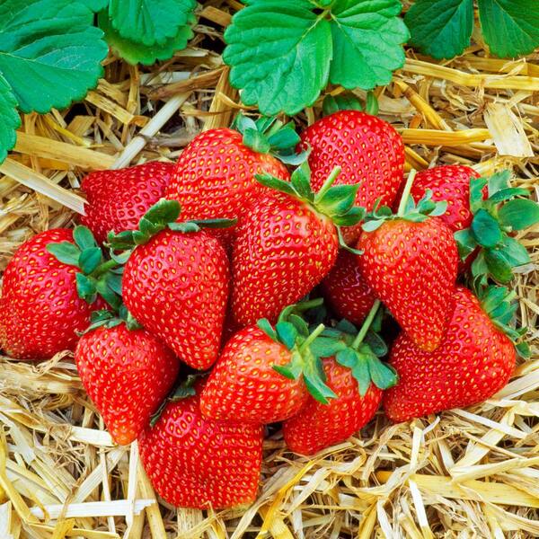 Gurney's Chandler Strawberry Dormant Bare Root Starter Plant Roots (25-Pack)