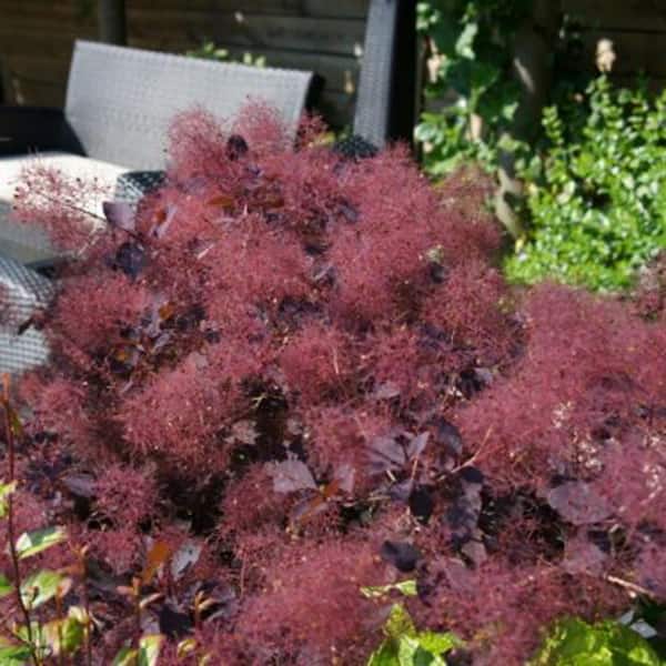 Spring Hill Nurseries Dusky Maiden Smoketree (Cotinus), Live Bareroot Dediduous Shrub (1-Pack)