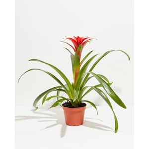 6 in. Tropical Delight (Guzmania Bromeliad) Plant in Medium Grower Pot