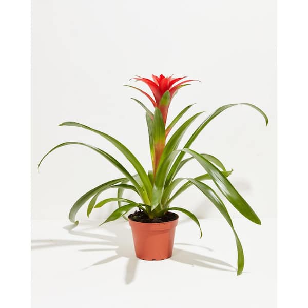 LIVELY ROOT 6 in. Tropical Delight (Guzmania Bromeliad) Plant in Medium  Grower Pot LRTDGBIN6 - The Home Depot