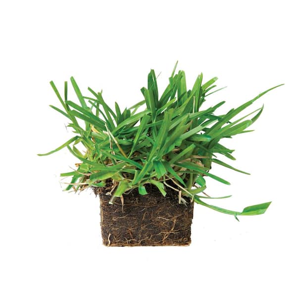 Sodpods St Augustine Floratam Grass Plugs 16 Count Natural Affordable Lawn Improvement Spsaf16 The Home Depot