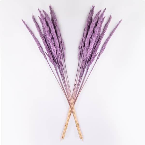 Bindle & Brass 28 in. Orchid Bloom Dried Natural Pampas Grass 10 Stem (2-Pack)