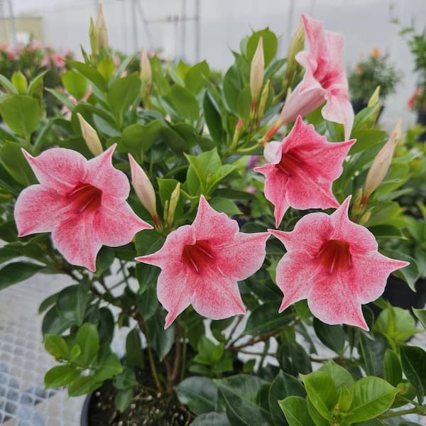 national PLANT NETWORK 4 in. Mandevilla Blue and Pink Summer Trio Annual Plant with Blue and Pink Flowers (4-Pack)