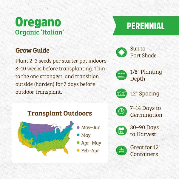 Fresh Oregano Herb Seeds - Easy To Grow, USA Shipping Included!