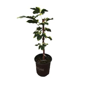 2.5 qt. Angyo Star Fatshedera Vine, Live Plant with Variegated Foliage